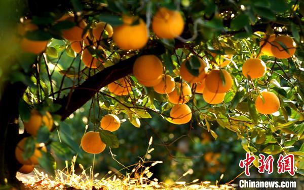常山胡柚是常山县独有的地方柑橘品种 常山宣传部提供