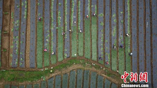 资料图：2019年3月6日，是二十四节气中的惊蛰，随着气温回升，贵州各地农民忙着春耕春播春管，田间地头一派忙碌景象。图为航拍贵州织金上坪寨乡香葱种植基地。　瞿宏伦 摄