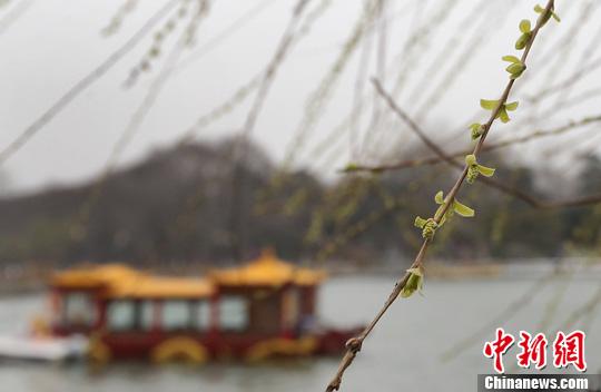 资料图：南京玄武湖畔发芽的柳叶随风飘荡。当日是农历二十四节气之中的第三个节气惊蛰，古称“启蛰”，天气开始转暖，春回大地万物复苏，中国大部分地区进入春耕季节。/p中新社发 泱波 摄