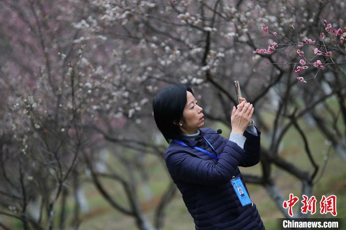 校园内部分蔷薇科植物盛开，为了不错过花期，崔瑾教授用手机为生物科学191班同学们直播讲解蔷薇科植物。　泱波 摄
